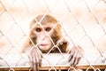 Pigtail Macaque monkey in cage Royalty Free Stock Photo