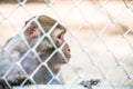 Pigtail Macaque monkey in cage Royalty Free Stock Photo