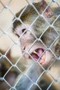 Pigtail Macaque monkey in cage Royalty Free Stock Photo