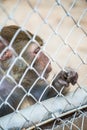 Pigtail Macaque monkey in cage Royalty Free Stock Photo
