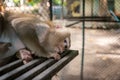 Pigtail macaque monkey are stress and lonely Royalty Free Stock Photo