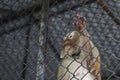 Pigtail macaque monkey is stress and lonely Royalty Free Stock Photo