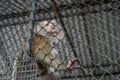 Pigtail macaque monkey is stress and lonely Royalty Free Stock Photo