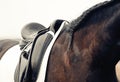 Pigtail on neck sports brown horse. Saddle with stirrups on a back of a horse. Neck sport horse Royalty Free Stock Photo