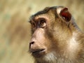 Pigtailed macaque Royalty Free Stock Photo