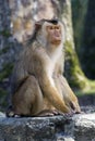 Pigtailed macaque