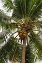 Pigtailed macaque stands in tree on top of cluster of coconuts on Ko Samui Island, Thailand