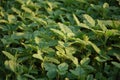 Pigweed-Amaranth