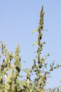 Pigweed Amaranthus retroflexus Royalty Free Stock Photo