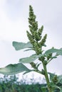 Pigweed (Amaranthus retroflexus) Royalty Free Stock Photo