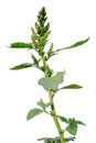 Pigweed (Amaranthus retroflexus) Royalty Free Stock Photo