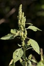 Pigweed Amaranthus retroflexus Royalty Free Stock Photo