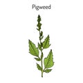 Pigweed chenopodium album , medicinal plant