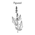 Pigweed chenopodium album , medicinal plant