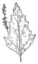 Pigweed vintage illustration