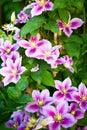 Piilu clematis flowers in bloom Royalty Free Stock Photo