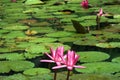 Pik water lily