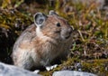 Pika Royalty Free Stock Photo