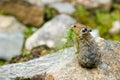 Pika Royalty Free Stock Photo