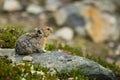 Pika Royalty Free Stock Photo