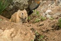 Pika burrow stones rodent