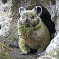 pika carrying mouthful of grass to rocky den Royalty Free Stock Photo