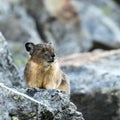Pika Close Up Sitting On Rock Royalty Free Stock Photo