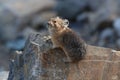 Pika Glacier NP Montana USA