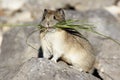 Pika with Grass Royalty Free Stock Photo