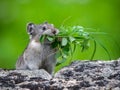 Pika With Grass Royalty Free Stock Photo