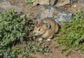 Pika Grass Rodent Mongolia Royalty Free Stock Photo