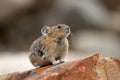 Pika - Jasper National Park, Alberta Royalty Free Stock Photo