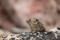 Pika - Jasper National Park, Alberta Royalty Free Stock Photo