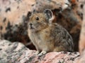 Pika - Jasper National Park, Alberta, Canada Royalty Free Stock Photo