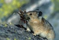 Pika with Mouthful Royalty Free Stock Photo