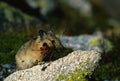 Pika with Mouthful of Grass Royalty Free Stock Photo