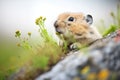 pika with mouthful of wildflowers