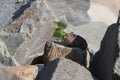 Pika Glacier NP Montana USA