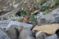 Pika Glacier NP Montana USA