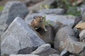 Pika Glacier NP Montana USA