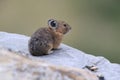 Pika Glacier NP Montana USA