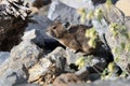 Pika Glacier NP Montana USA