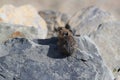 Pika Glacier NP Montana USA