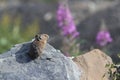 Pika Glacier NP Montana USA