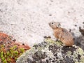 Pika (Ochotona Alpina)