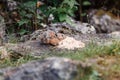 Pika Ochotona alpina is a small cute Mammals Royalty Free Stock Photo