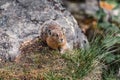 Pika Ochotona alpina is a small cute Mammal Royalty Free Stock Photo