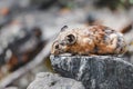 Pika Ochotona alpina is a small cute Mammal