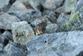 Pika Pops out of Rocks in Boulder Field Royalty Free Stock Photo