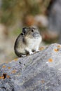Pika on Rock Royalty Free Stock Photo